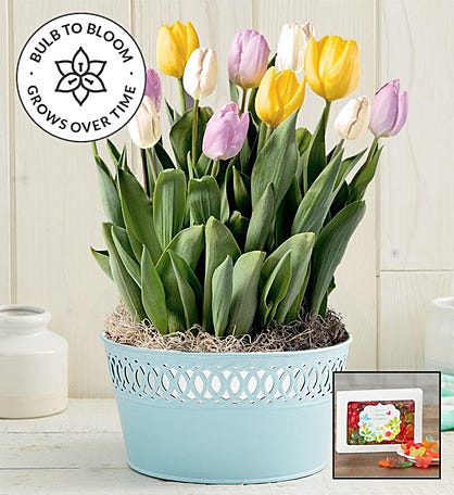 Sweet Spring Tulip Bulb Garden + Free Gummies